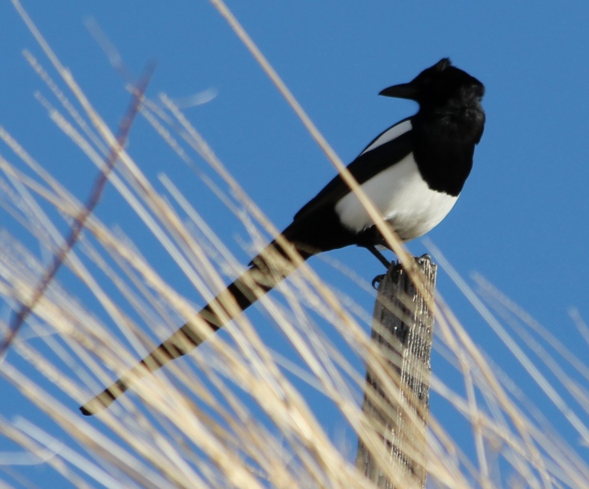 Black-billed Magpie - ML46387691