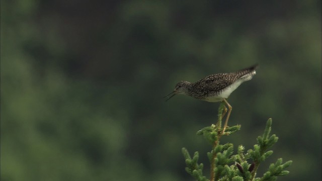 Lesser Yellowlegs - ML463877