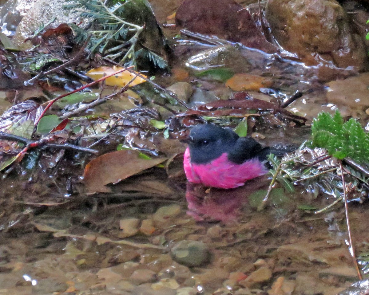 Pink Robin - ML463877671