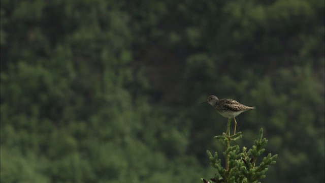 Lesser Yellowlegs - ML463878