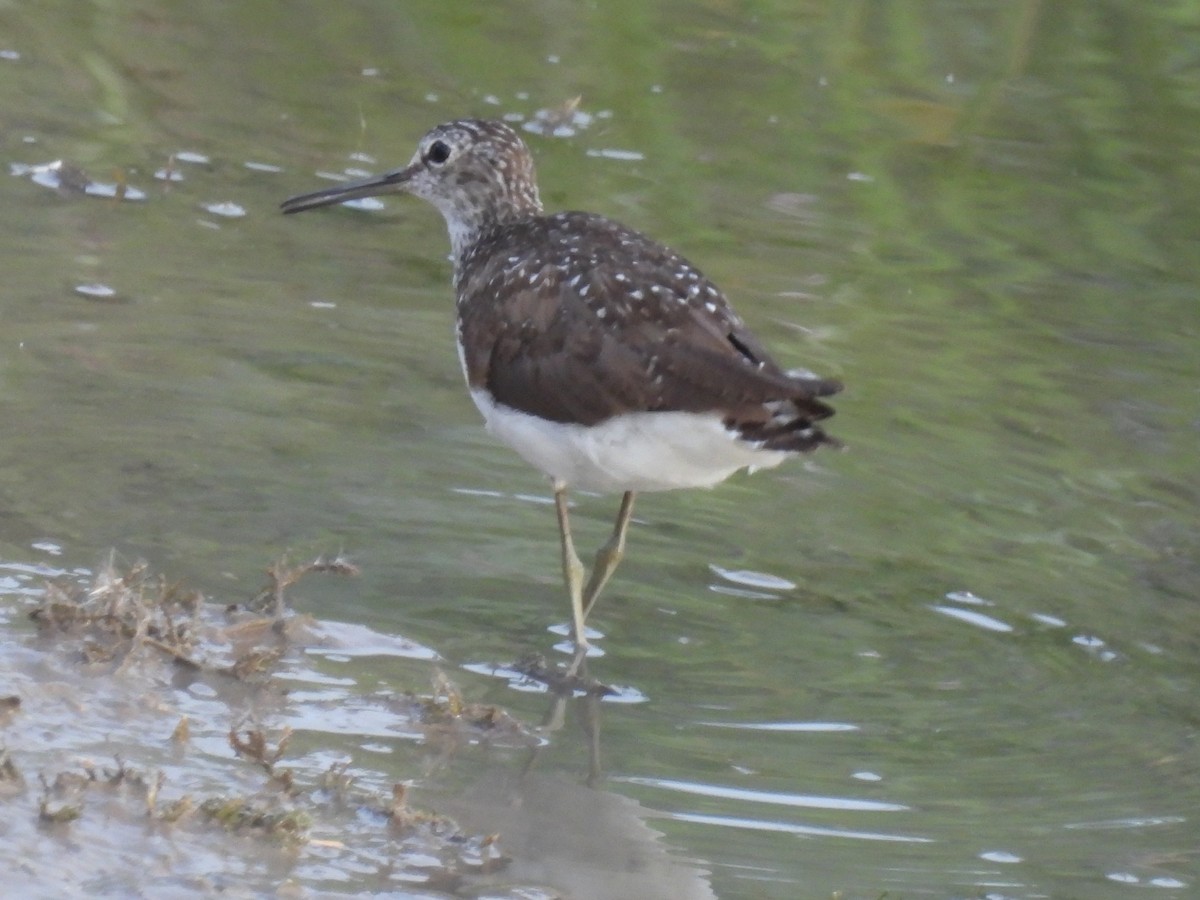 Green Sandpiper - Ramesh Desai