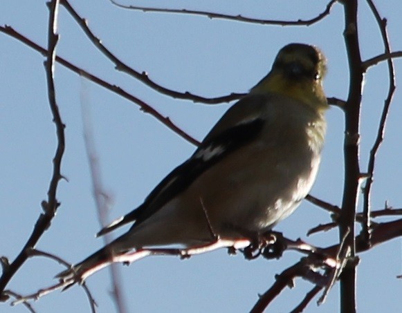 American Goldfinch - ML46387961
