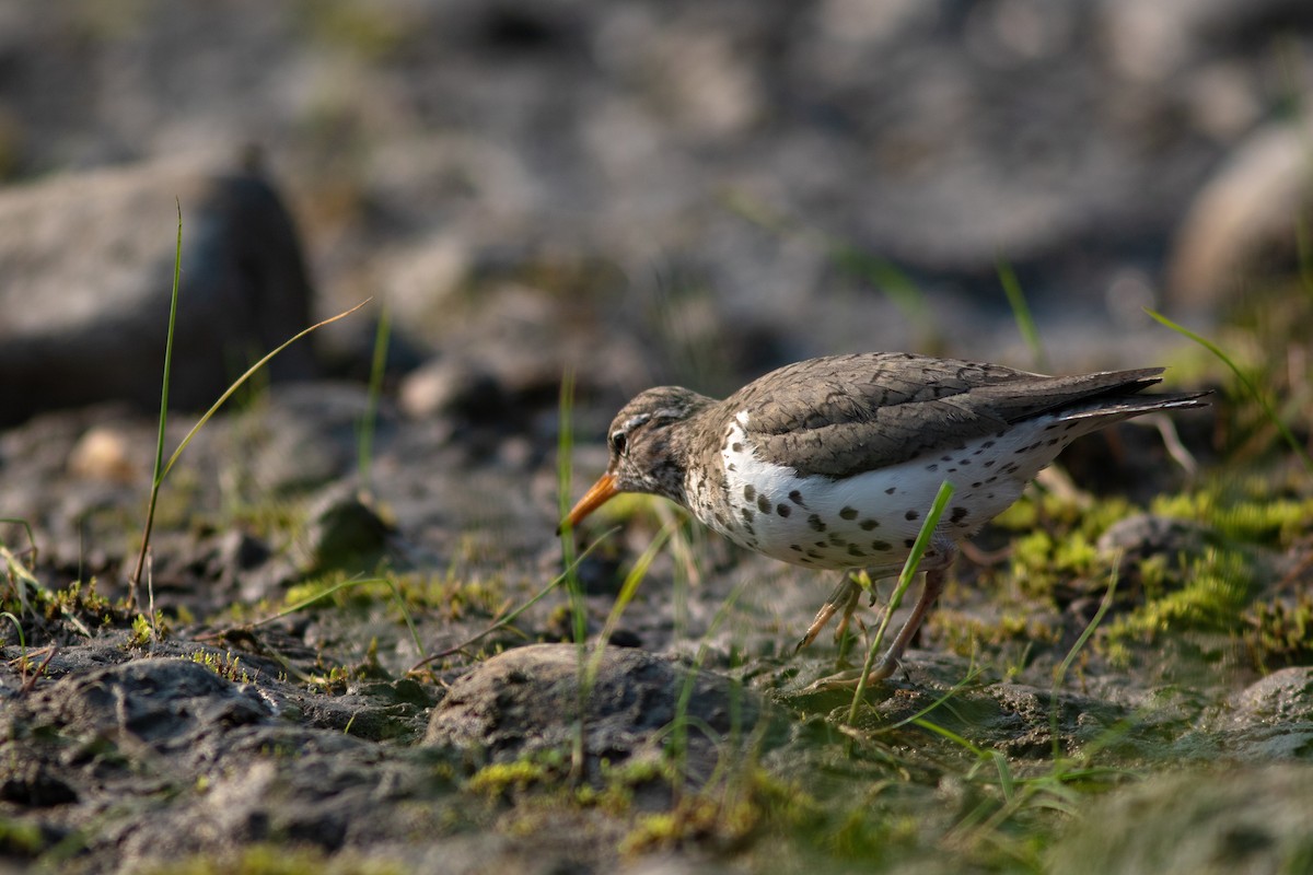 Spotted Sandpiper - ML463879871