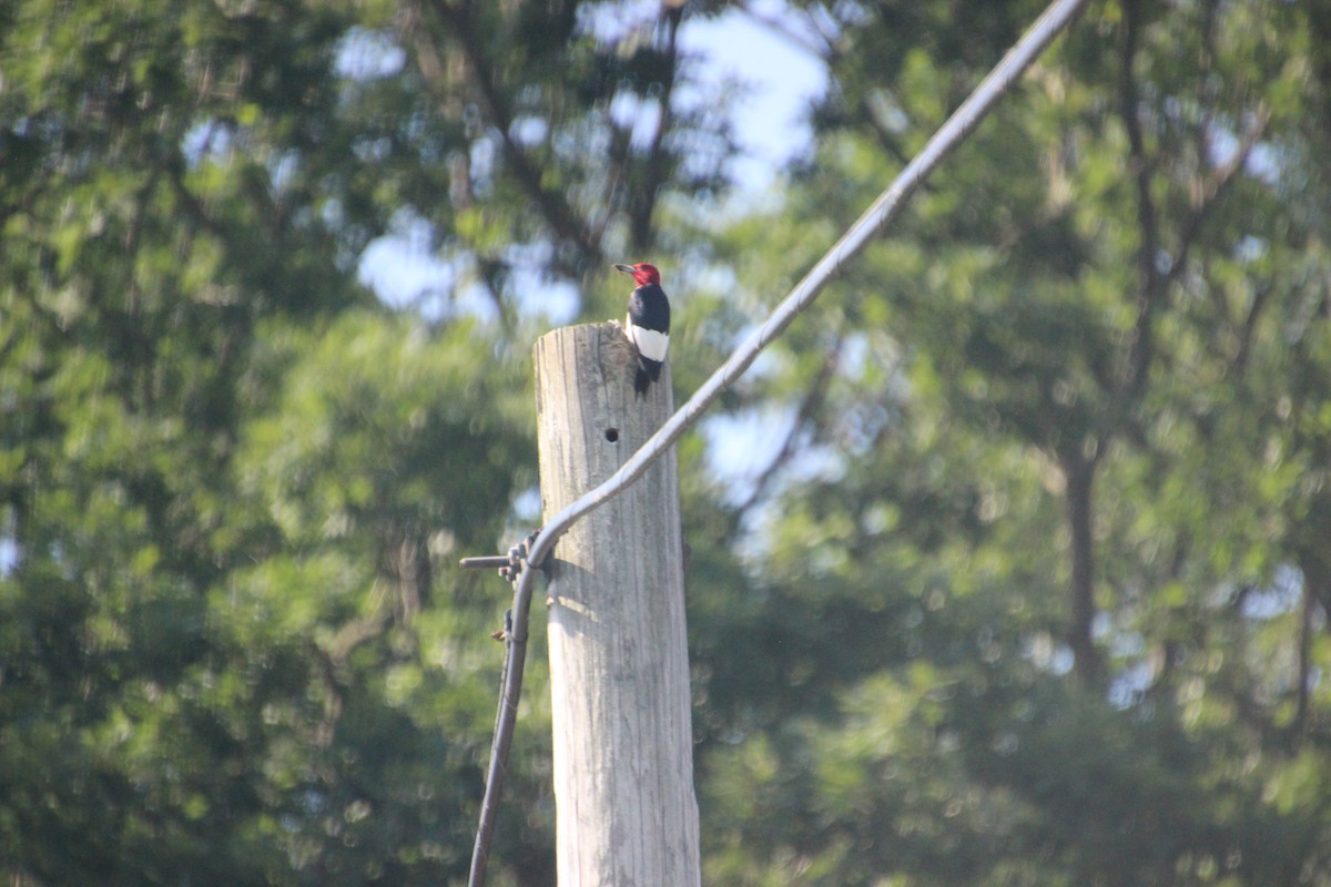 Red-headed Woodpecker - ML463879881