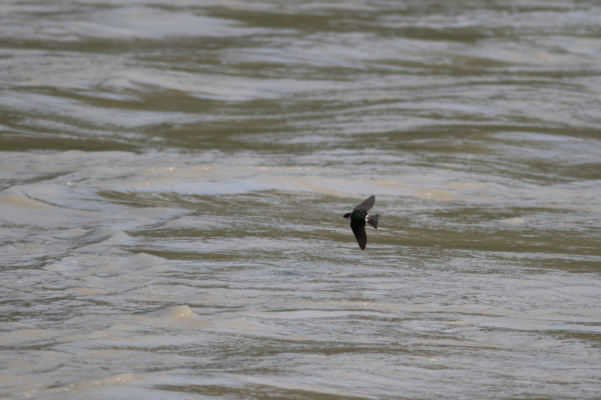 Violet-green Swallow - ML463880201