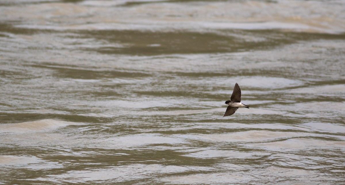 Violet-green Swallow - ML463880211