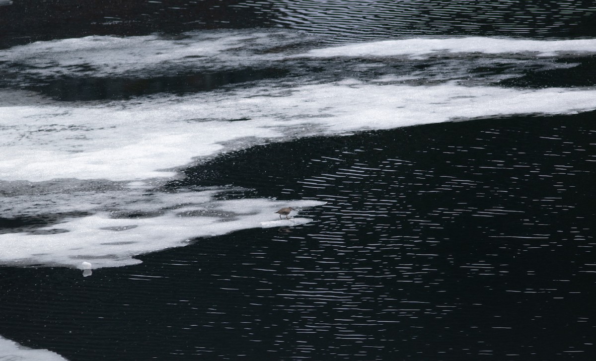 Wandering Tattler - ML463880501