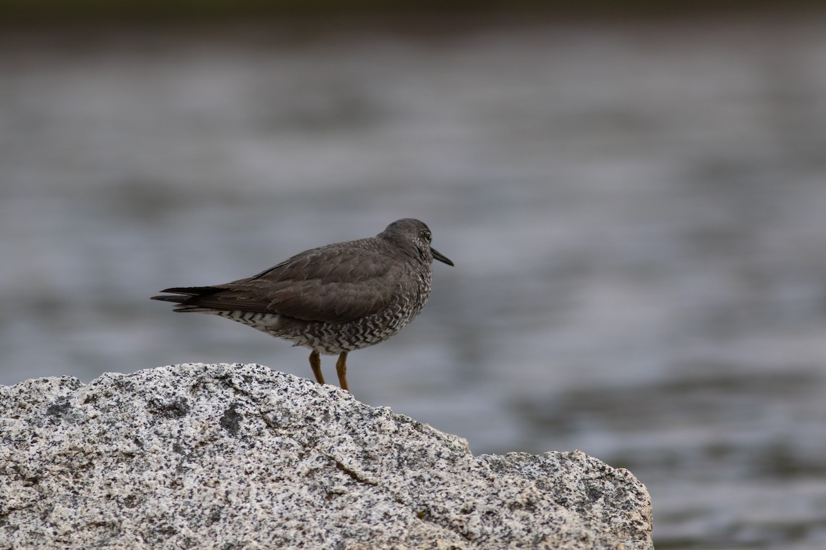 Wandering Tattler - ML463880561