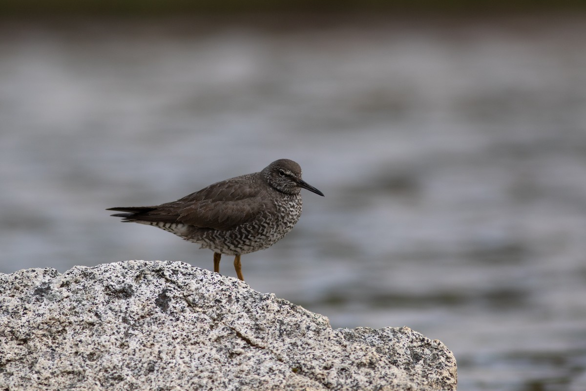 Wanderwasserläufer - ML463880581