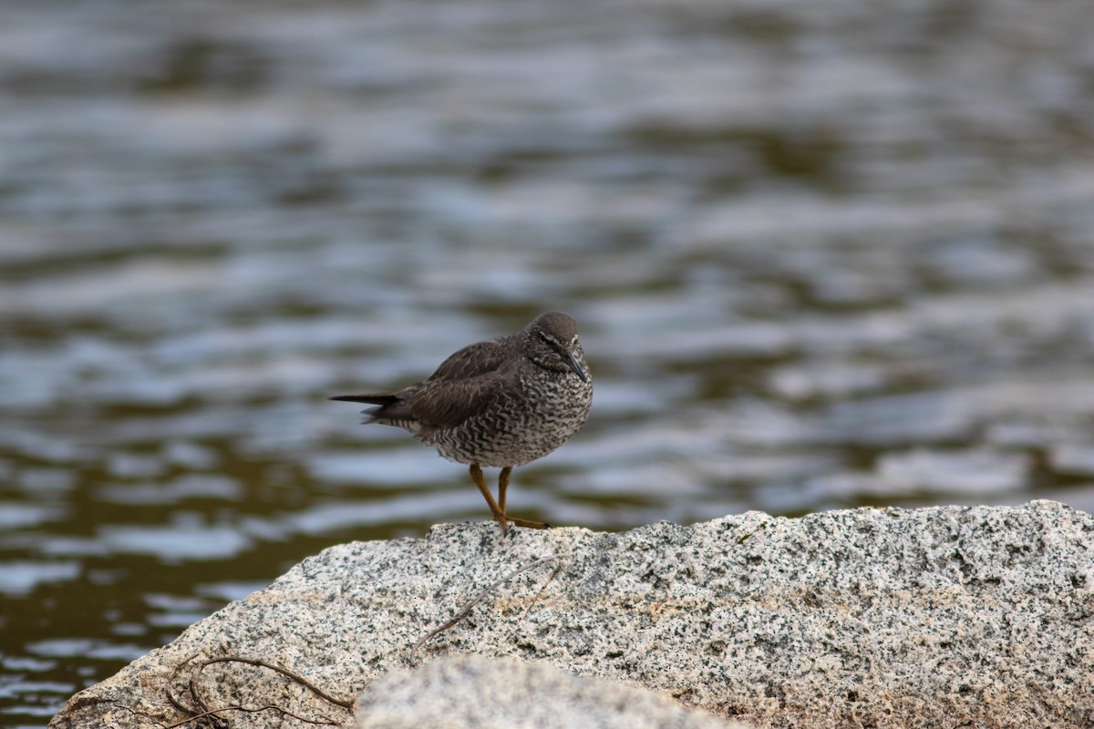 Wandering Tattler - ML463880591