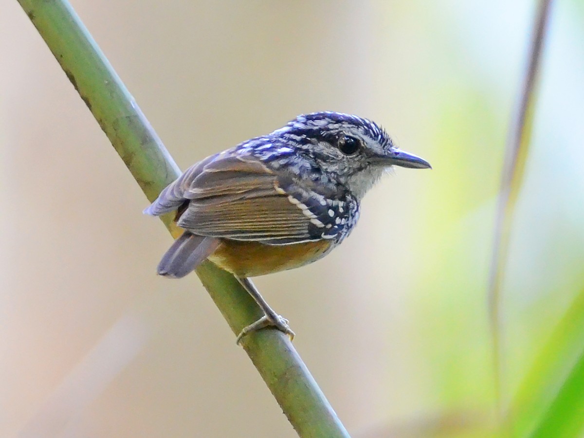 Manicore Warbling-Antbird - Hypocnemis rondoni - Birds of the World