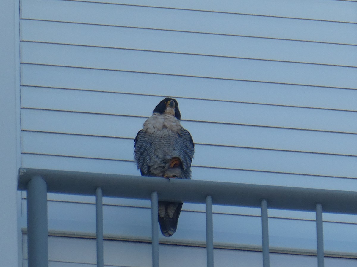 Эгэл шонхор - ML463880871