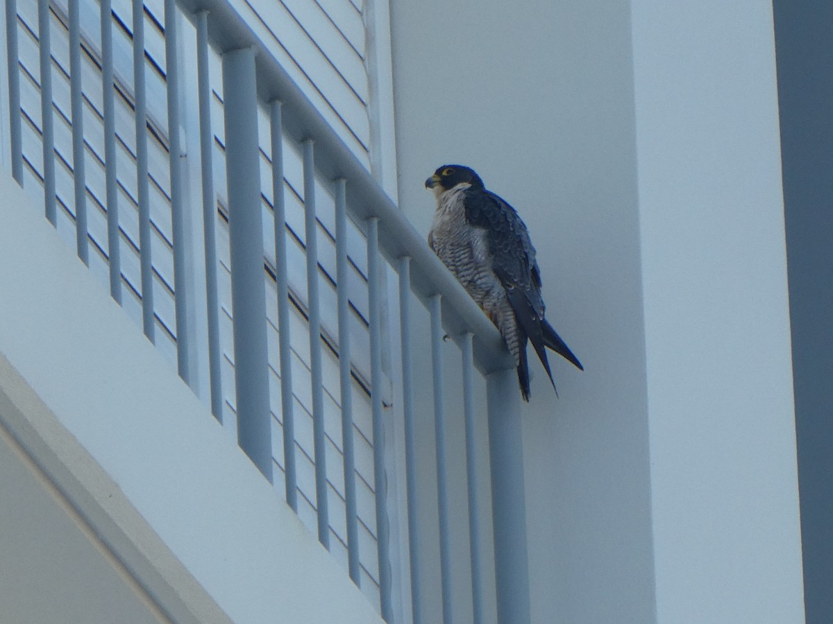 Эгэл шонхор - ML463880881