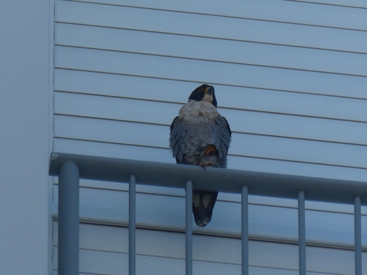 Эгэл шонхор - ML463880901