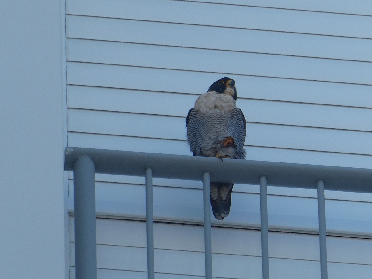 Эгэл шонхор - ML463880941