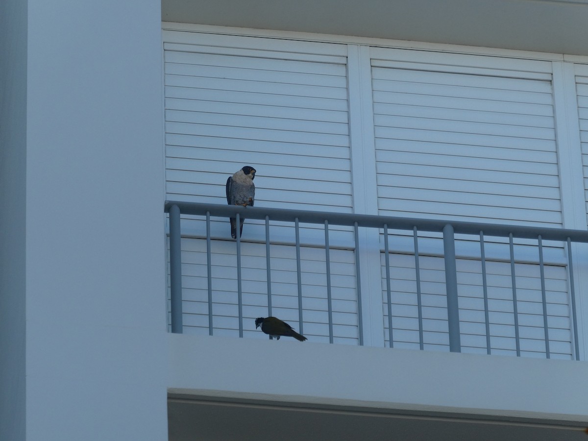 Эгэл шонхор - ML463880951