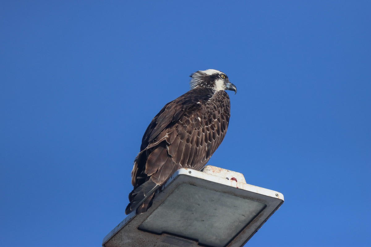 Águila Pescadora - ML463881561