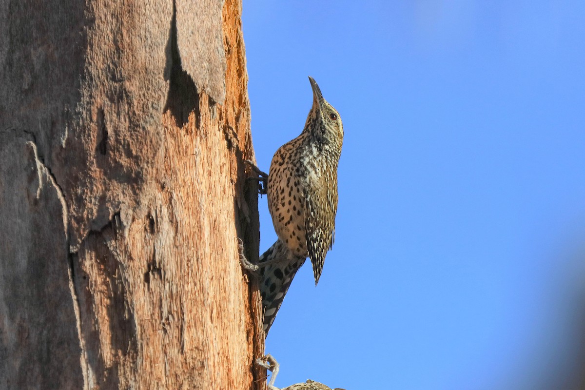 Cucarachero Desértico - ML463881681