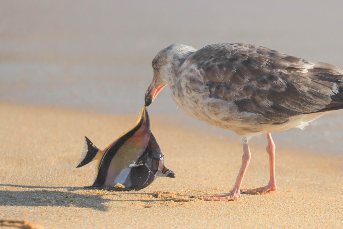 Gaviota Occidental - ML463881981