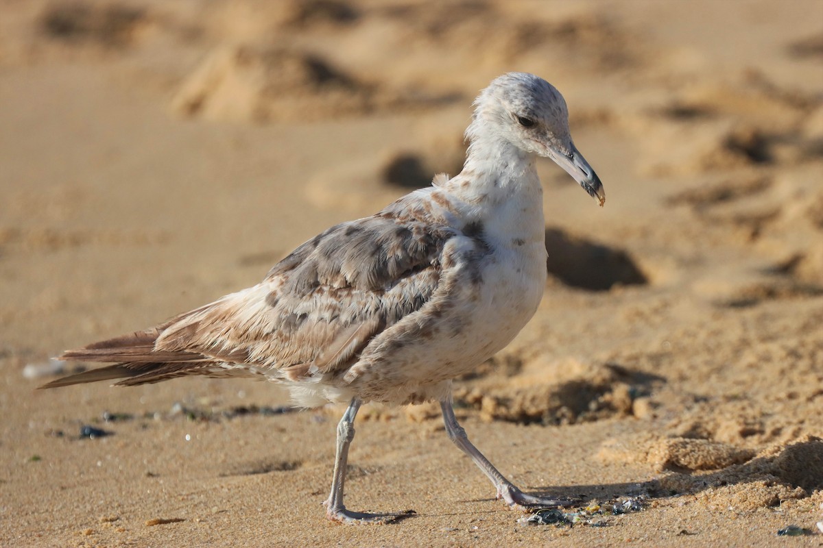 Gaviota Occidental - ML463882001