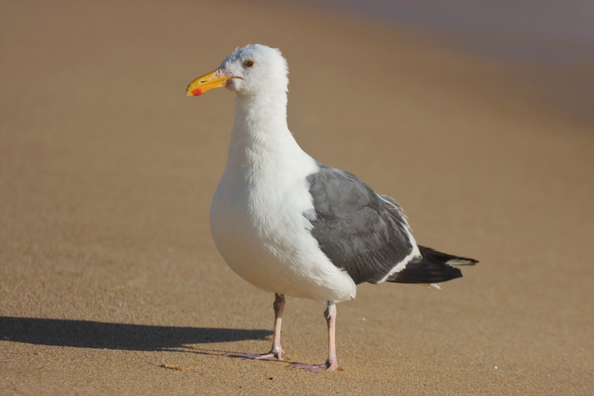 Gaviota Occidental - ML463882011