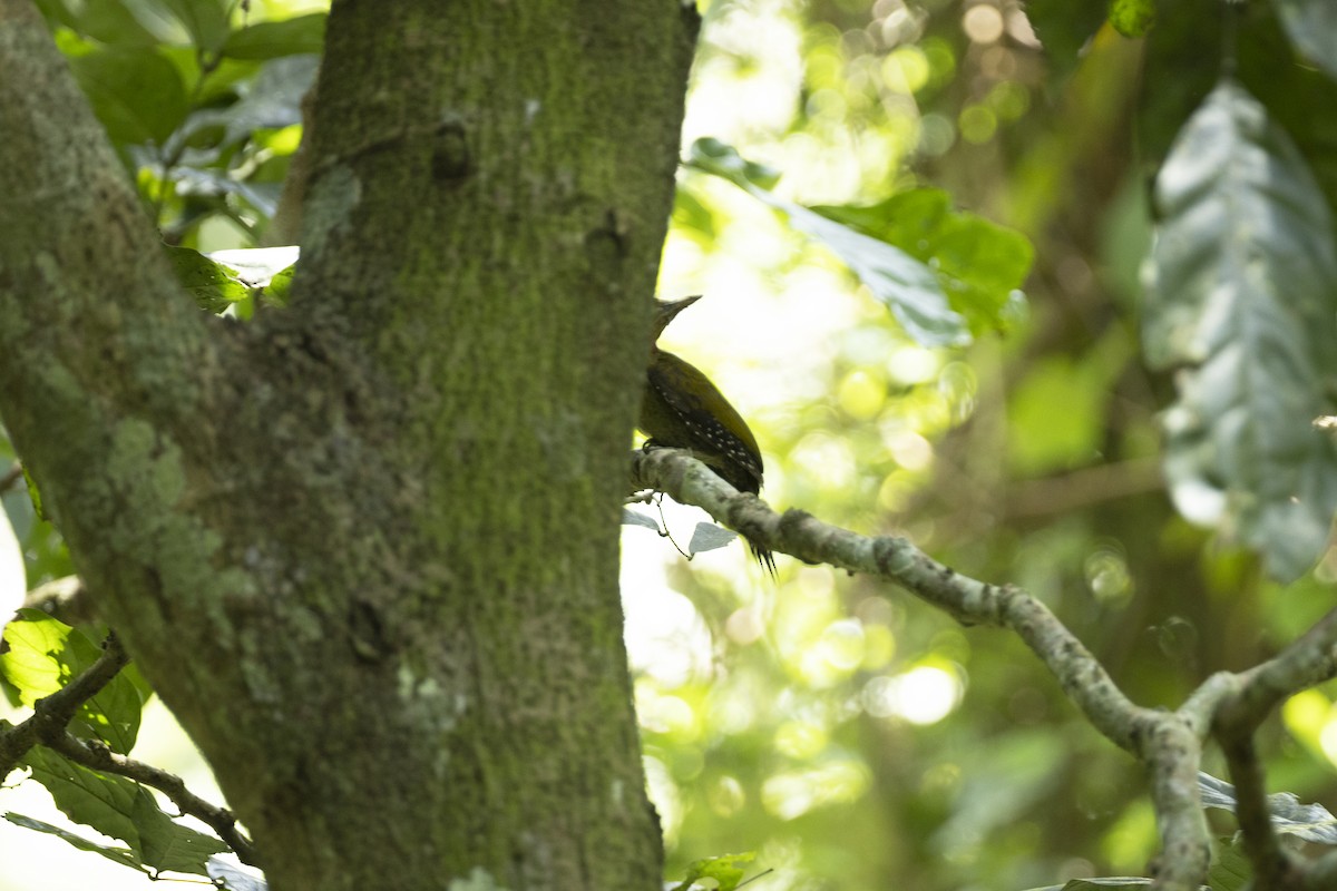 Red-collared Woodpecker - ML463882251