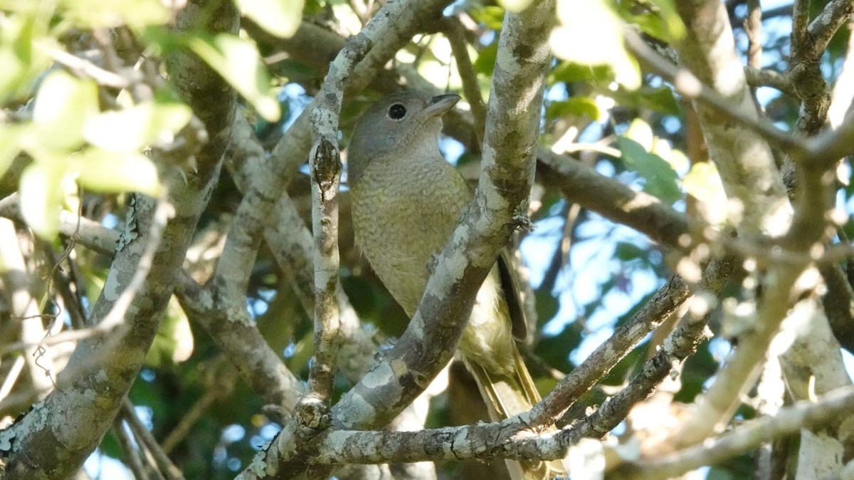 Bubú Oliváceo - ML463883071