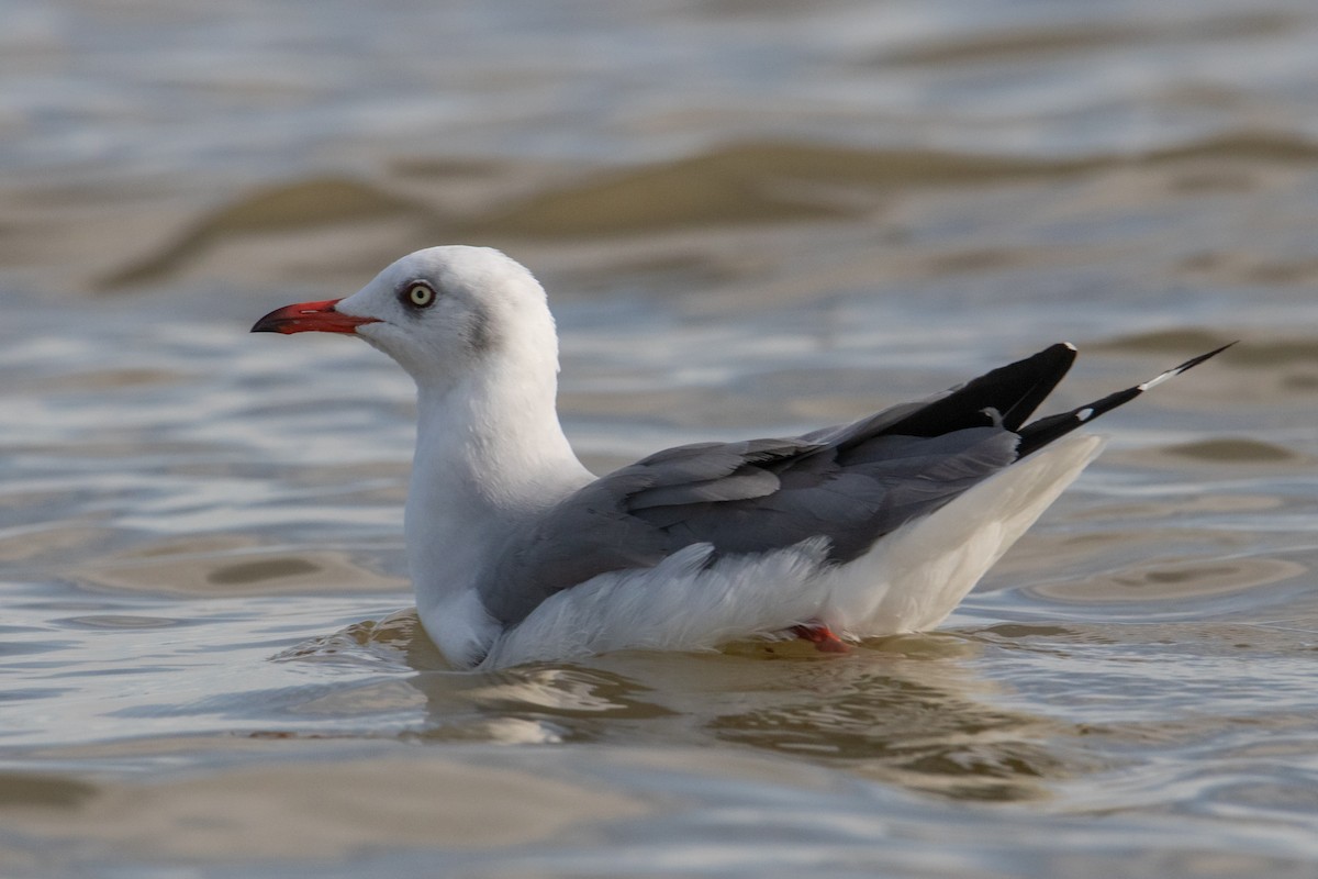 Gray-hooded Gull - ML463884191