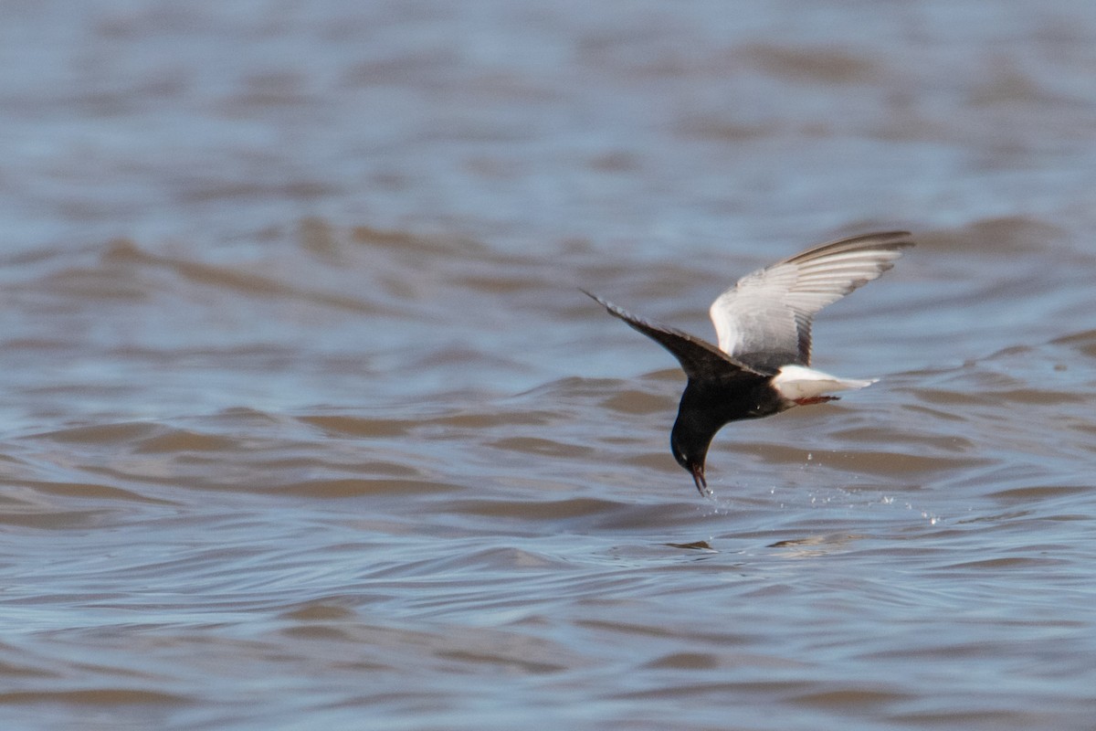White-winged Tern - ML463884211