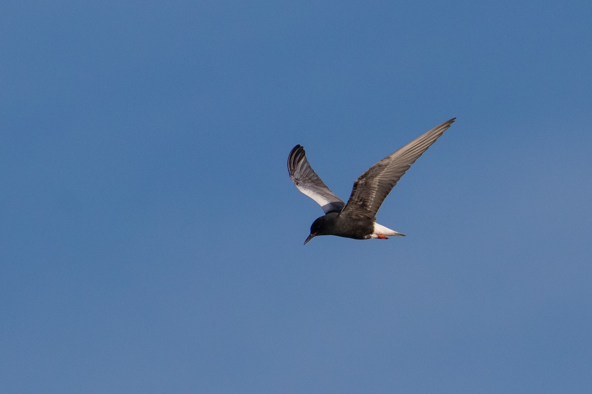 White-winged Tern - ML463884221