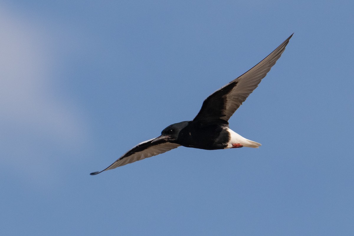 White-winged Tern - ML463884231