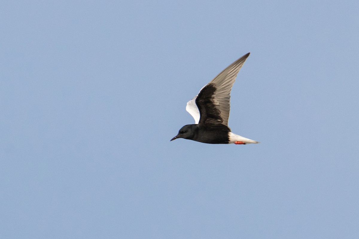 White-winged Tern - ML463884251
