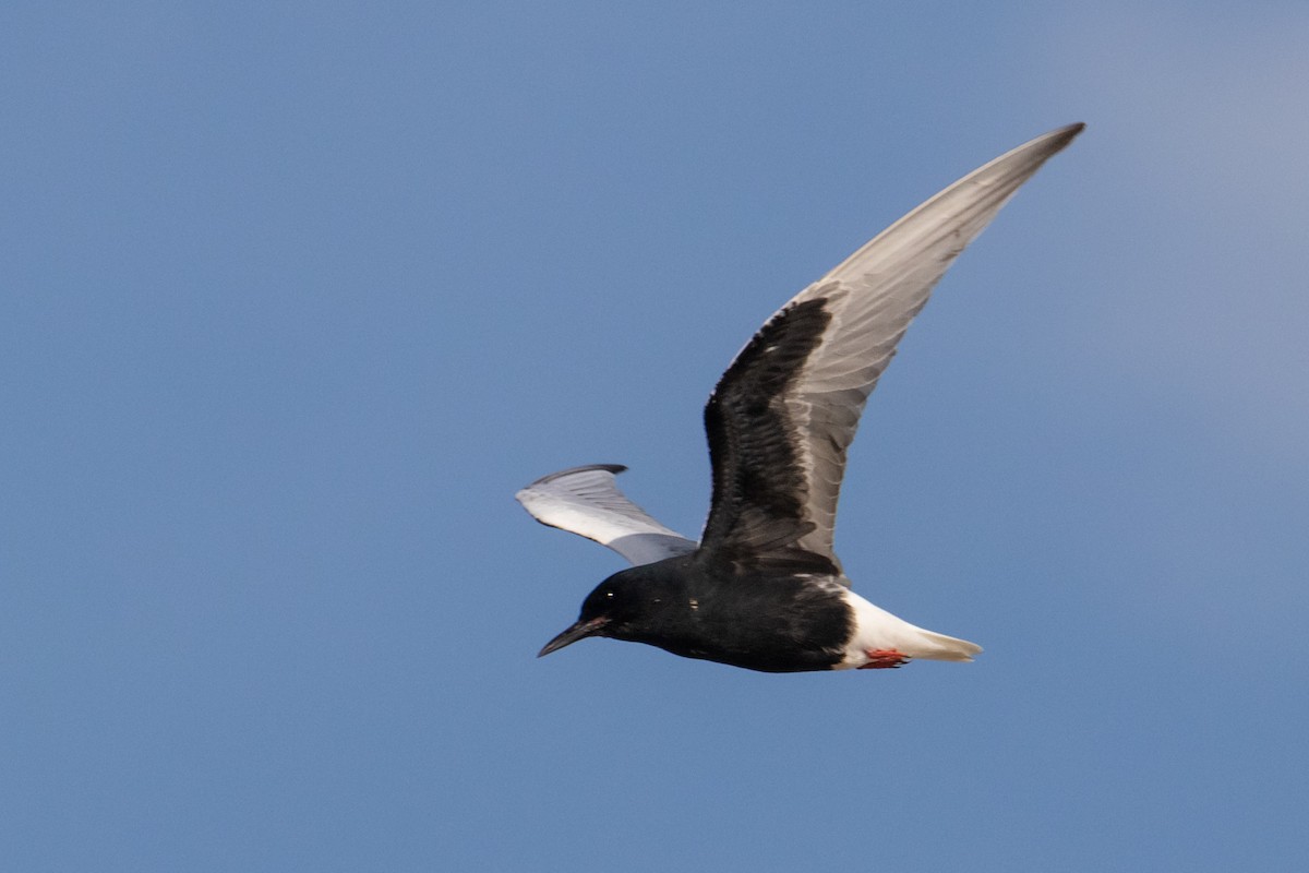 White-winged Tern - ML463884261