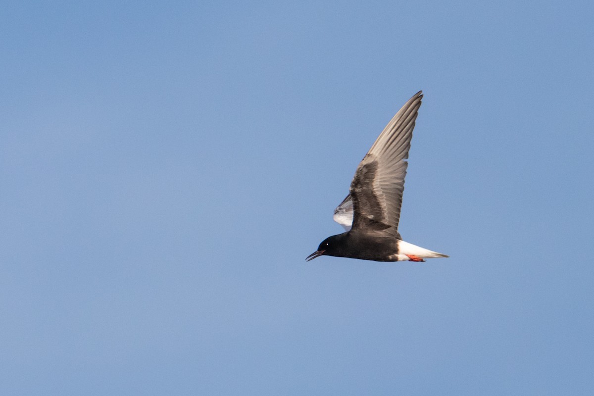 White-winged Tern - ML463884271