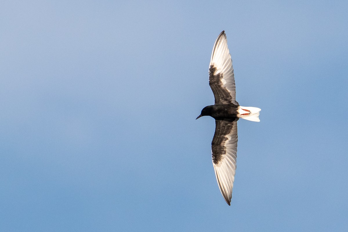 White-winged Tern - ML463884281