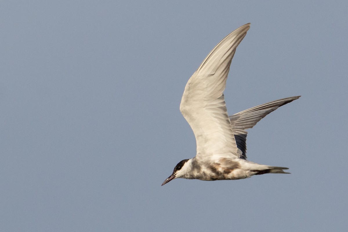 Whiskered Tern - ML463884301