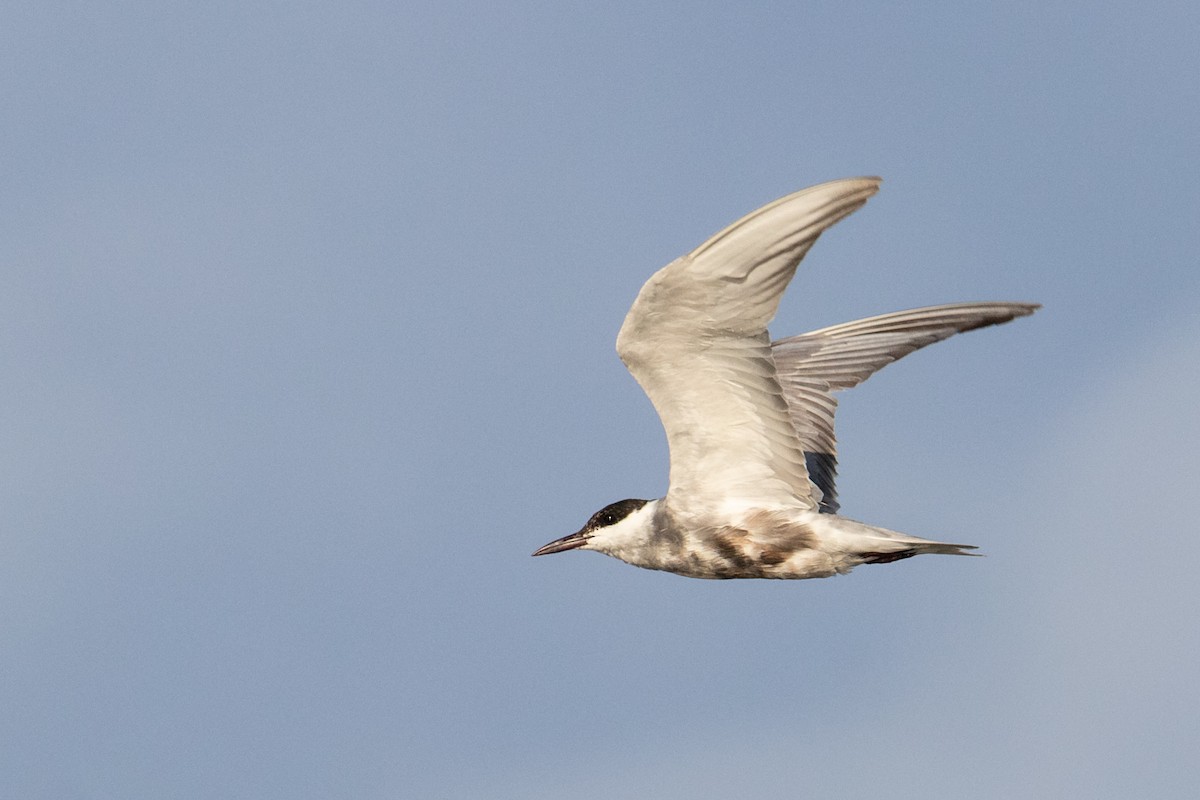 Whiskered Tern - ML463884311