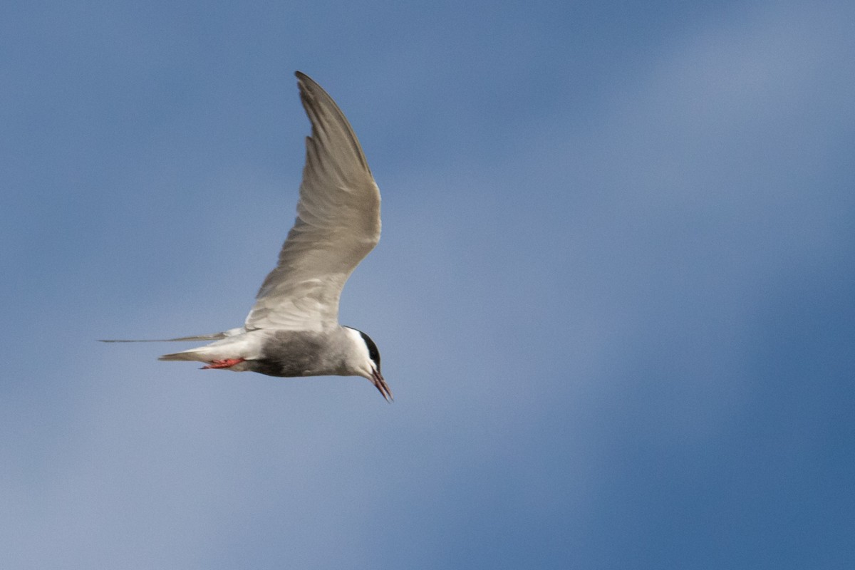 Whiskered Tern - ML463884321