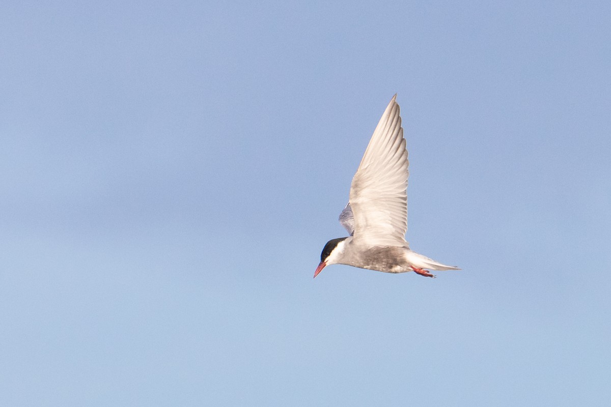 Whiskered Tern - ML463884331