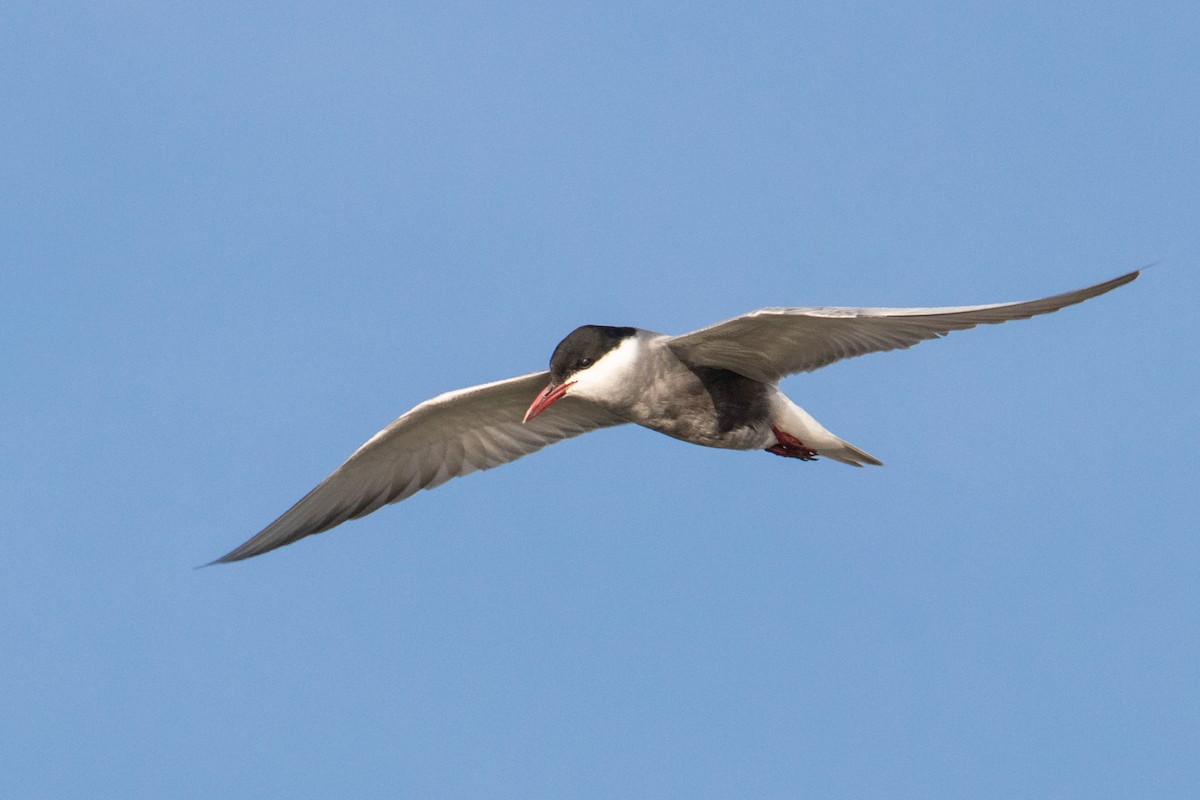 Whiskered Tern - ML463884341