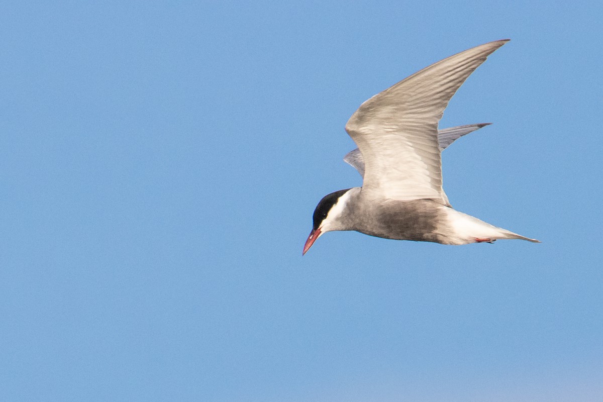 Whiskered Tern - ML463884351