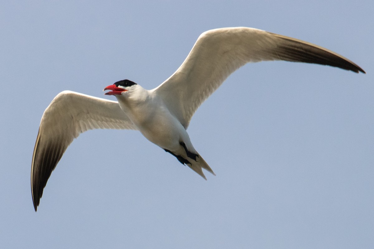Caspian Tern - ML463884361