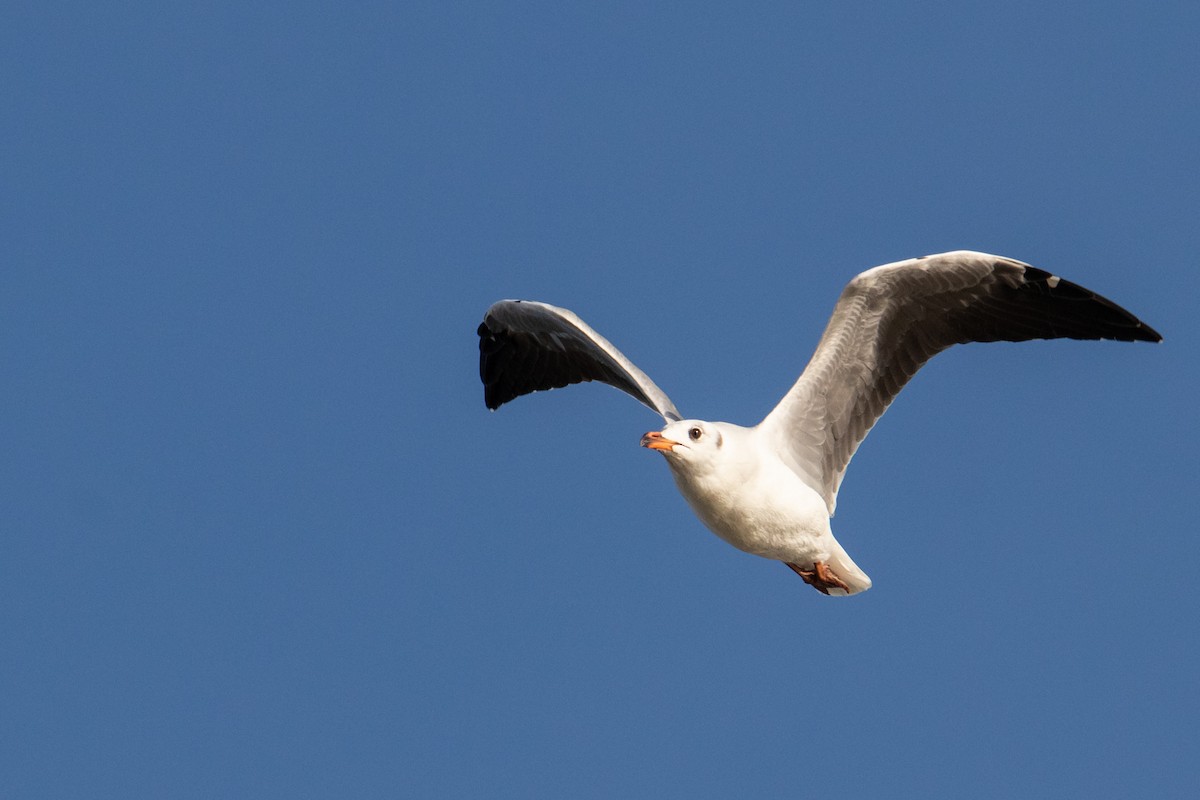 Gray-hooded Gull - ML463884371