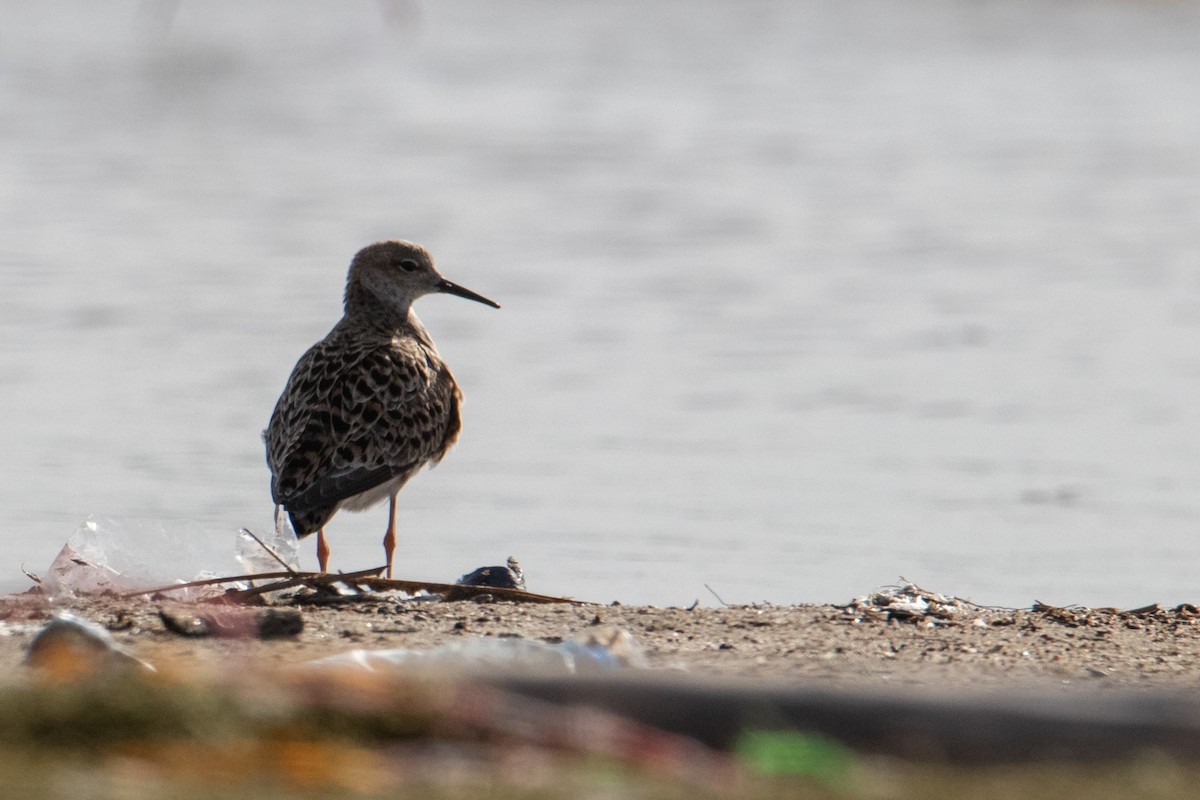 Ruff - ML463884381
