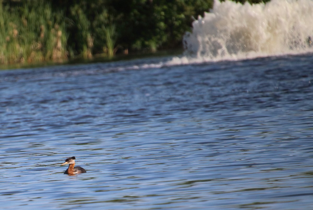 Red-necked Grebe - ML463885761
