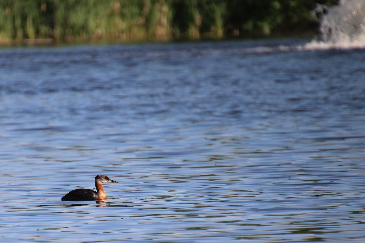 Red-necked Grebe - ML463885781