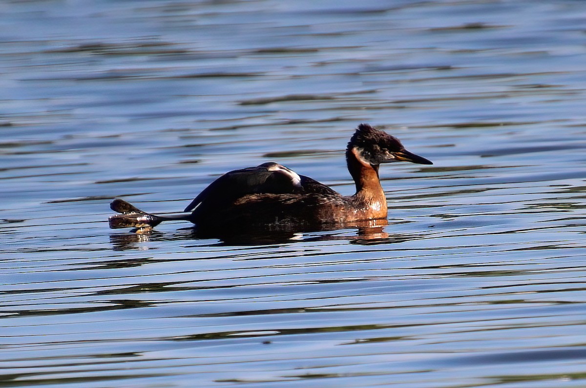Red-necked Grebe - ML463885791
