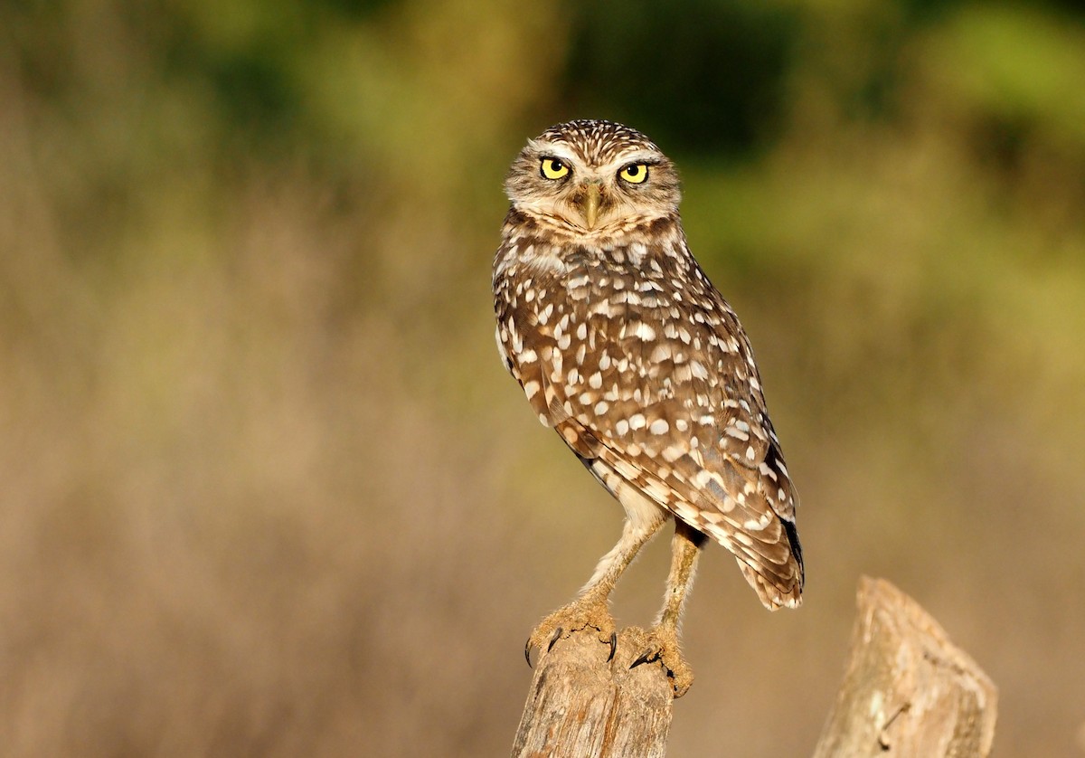 Burrowing Owl (guadeloupensis Group) - ML463886111