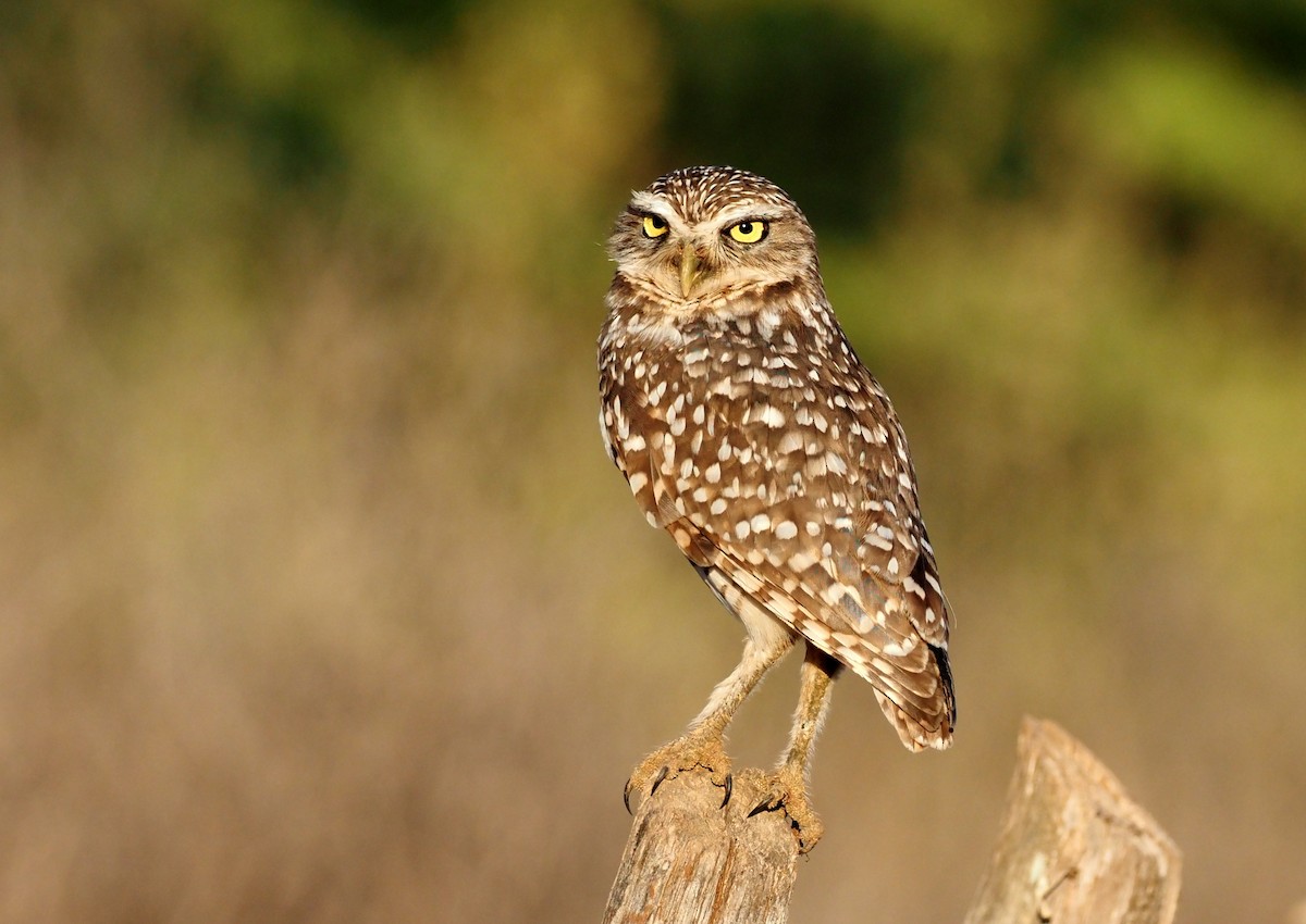 Burrowing Owl (guadeloupensis Group) - ML463886131