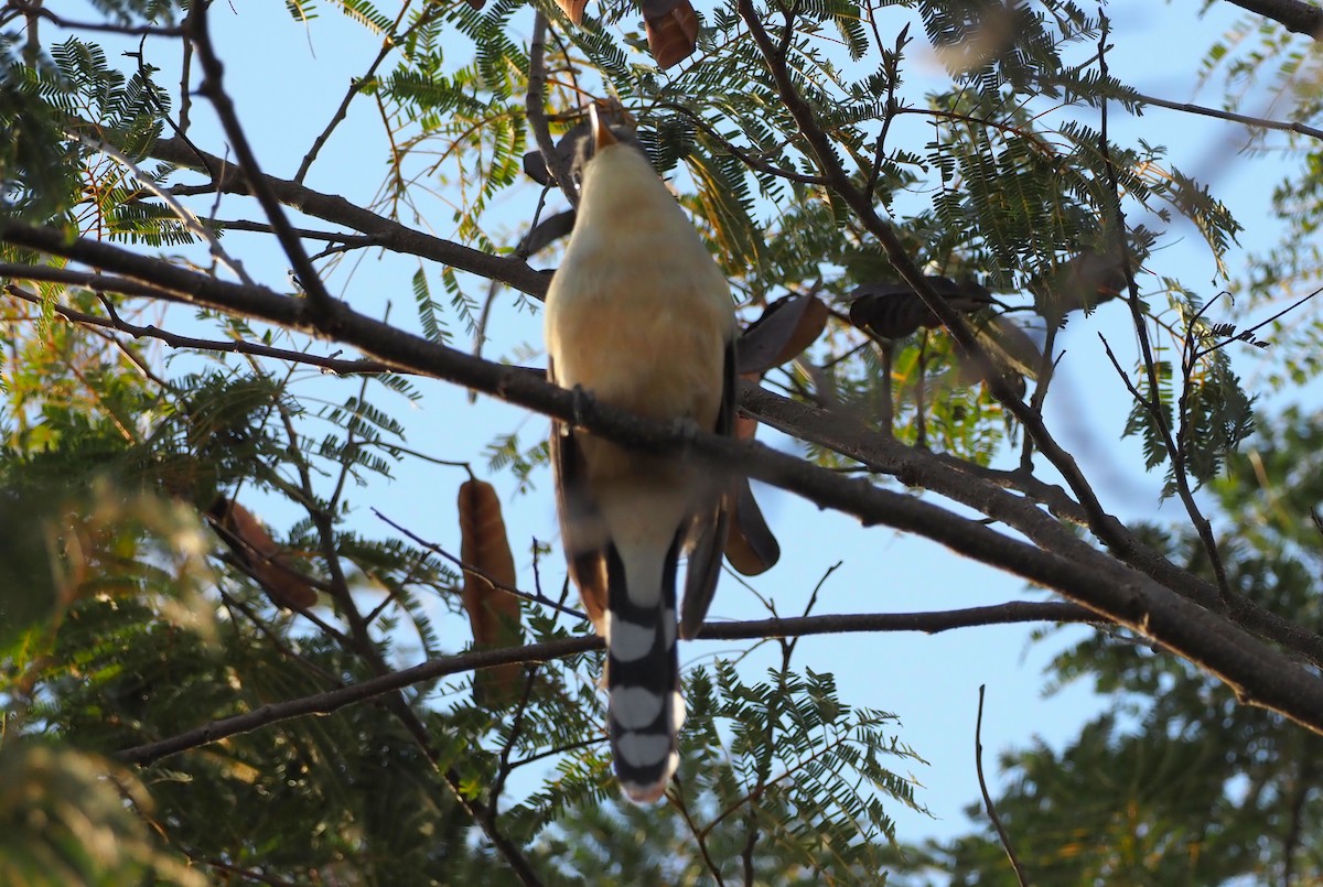 Mangrove Cuckoo - ML463887201